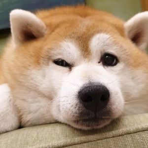 Meet your Posher, Jen